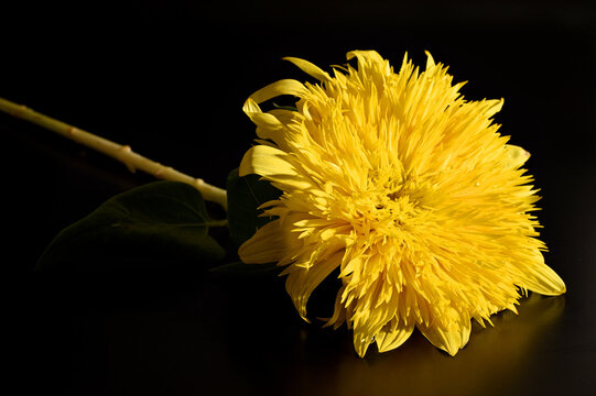 Flowers against a black background 08