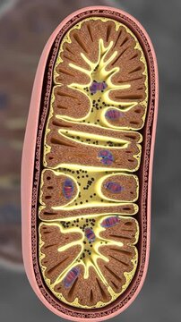Mitochondrion, detailed cellular organelle producing energy, reveals intricate internal structure featuring crista fold and matrix, performing vital biological process.