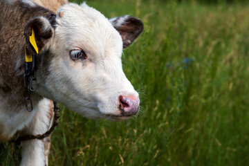 Profile portrait of a young calf head shot on green background. Side view close-up portrait of a white and brown calf with a yellow ear tag and chain collar, looking away peacefully on a blurry green  © ZeDesign