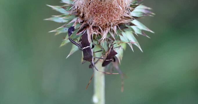 Static macro video of two leaf footed bugs
