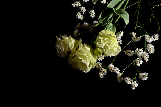 Flowers against a black background 12