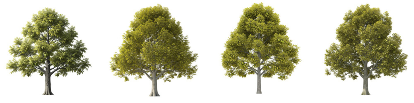 Four mango trees with green fruit isolated on black background for design
