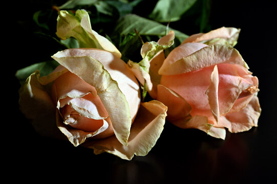 Flowers against a black background 10