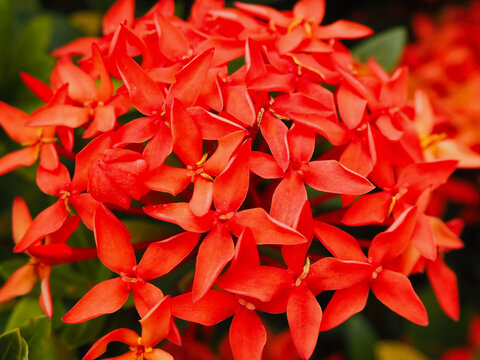 サンタンカ, ixora chinensis