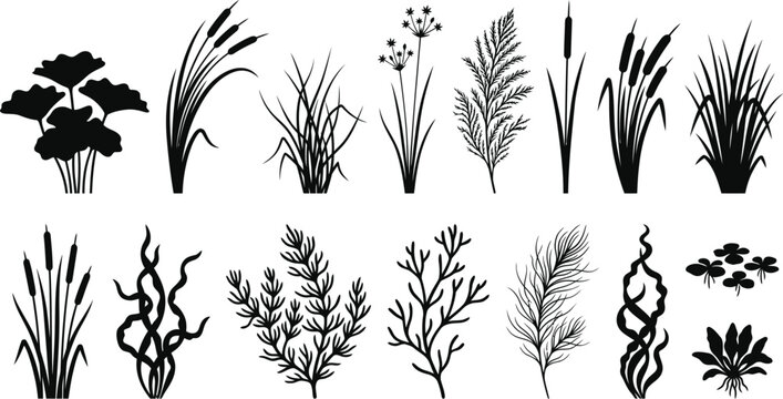 Aquatic Plants Reeds Seaweed and Botanical Silhouettes Vector Collection