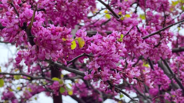 Pink judas tree blossom covering branch in spring garden, cercis flowering season, lush blooming nature, romantic springtime floral background concept.