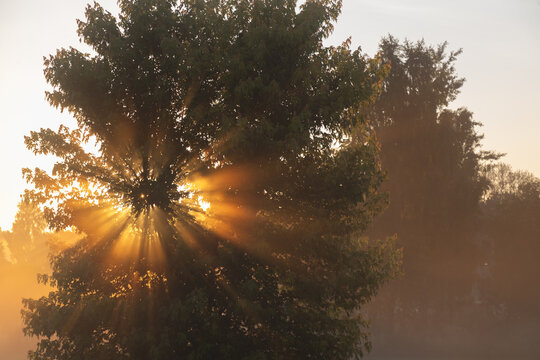 Sunrise Sun Rays Through Tree With Misty Morning Light and Golden Backlit Foliage
