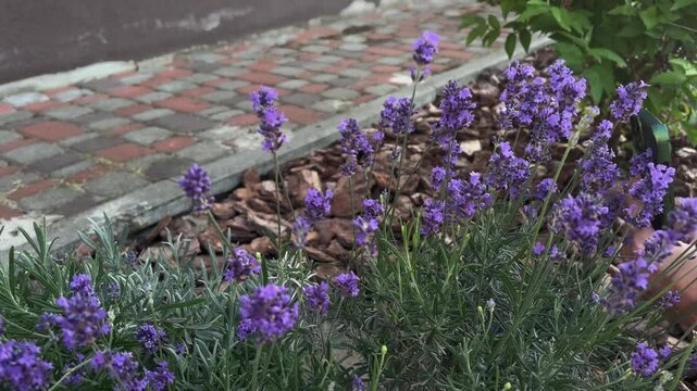 Gardener trimming lavender bushes with pruners in a summer garden for aromatherapy, herbal medicine, and landscape design purposes, cultivating fragrant purple flowers