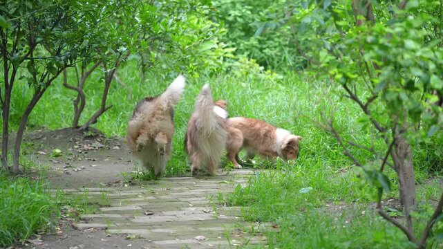 Shetland Sheepdogs Playing Along Outdoor Pathway