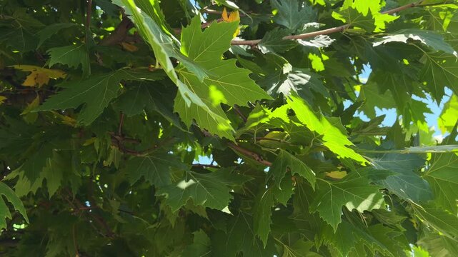 Green sycamore leaves swaying gently in the wind on a sunny spring day, creating a beautiful natural background with sunlight filtering through the vibrant foliage