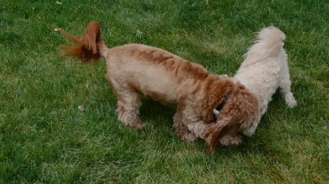 Two playful dogs wrestling and chasing each other on a green lawn. Happy pets enjoying outdoor playtime in a backyard during a sunny day.