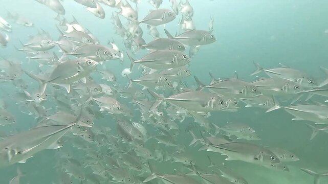 School of Jackfish Swimming Underwater in Coiba National Park, Panama