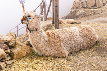 Lying alpaca in misty mountain enclosure, surrounded by rocks and hay © Jair Fonseca
