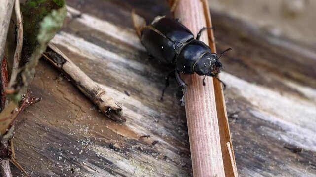 Close-up view of a large female stag beetle, dorcus parallelipipedus, meticulously crawling down a dry plant stem in its natural habitat, showcasing its black exoskeleton and mandibles