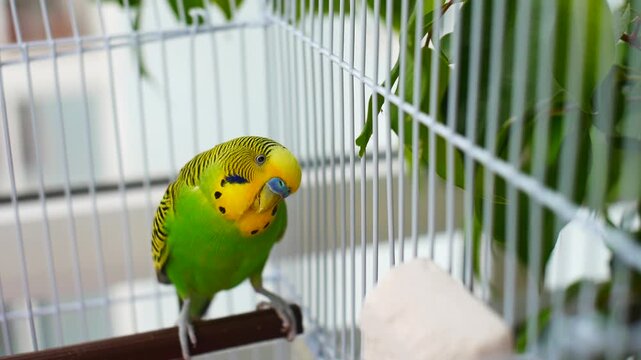 Close-up of a cute budgie perched and eating domestic orange tree leaves through the metal cage bars