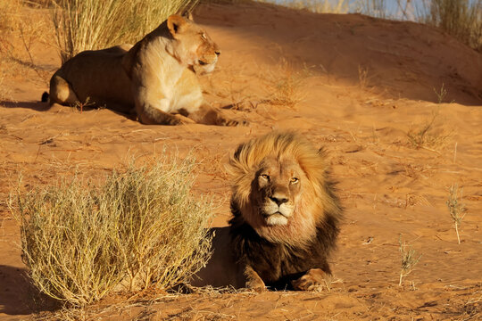 A pair of African lions (Panthera leo) resting on a red sand dune in early morning light, Kalahari desert, South Africa