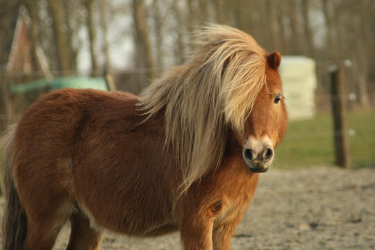 Fluffy shetlandpony in the wind