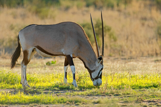 A gemsbok antelope (Oryx gazella) feeding in natural habitat, Kalahari desert, South Africa