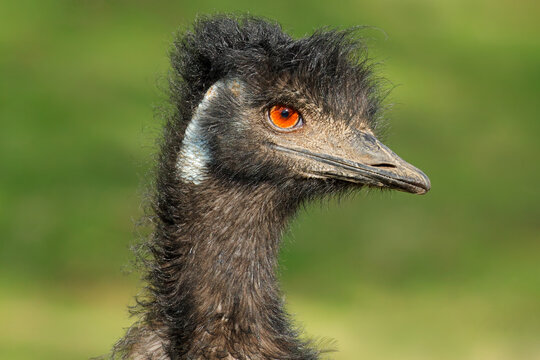 Close-up portrait of an emu (Dromaius novaehollandiae), South Australia