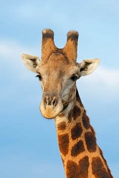 Portrait of a giraffe (Giraffa camelopardalis) against a blue sky, South Africa