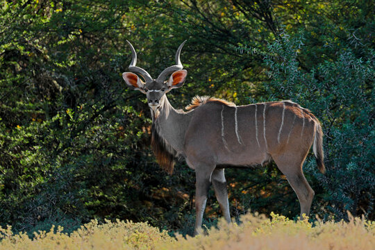A male kudu antelope (Tragelaphus strepsiceros) standing in natural habitat, South Africa
