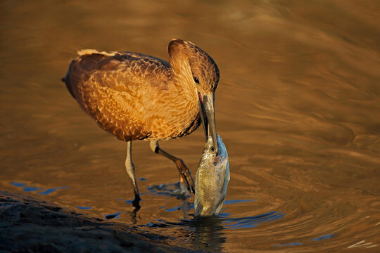 A hamerkop bird (Scopus umbretta) catching a fish, Kruger National Park, South Africa