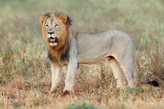An alert big male African lion (Panthera leo) standing in natural habitat, South Africa