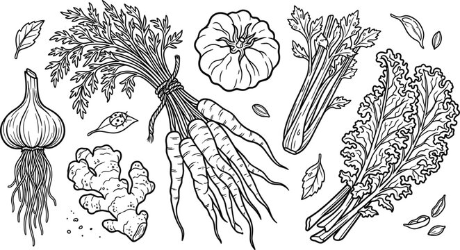 Rustic Garden Harvest Botanical Collection with Hand Drawn Onion, Carrot, Ginger, Pumpkin, Celery, Kale, and Organic Root Vegetable Vector Illustrations