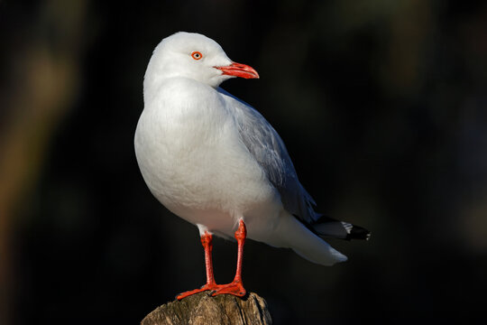 A silver gull (Chroicocephalus novaehollandiae) perched against a dark background, South Australia