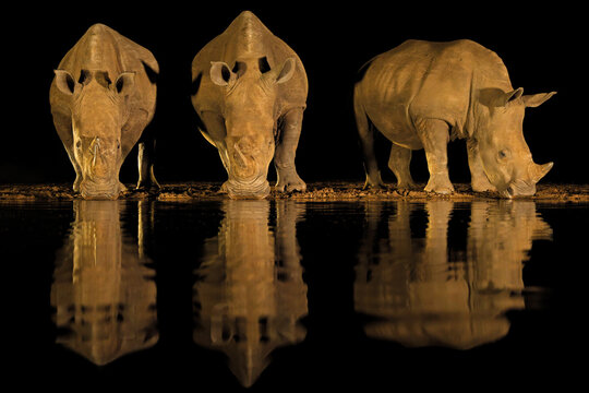A group of endangered white rhinoceros (Ceratotherium simum) at a waterhole during the night, South Africa