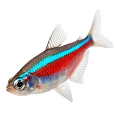 Fototapeta premium Colorful tropical fish swimming