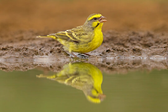 A yellow-fronted canary (Crithagra mozambica) drinking water with reflection, South Africa