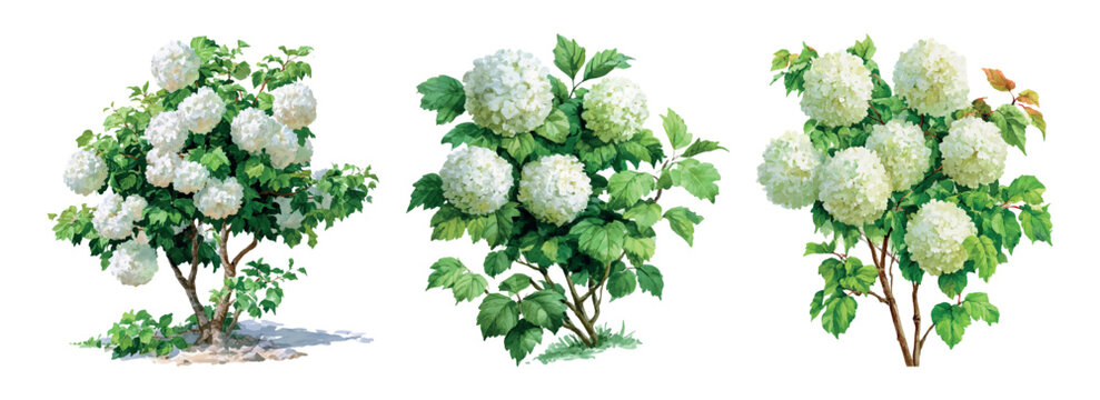 Viburnum opulus snowball bushes with lush green leaves and spherical white blooms, providing decorative floral elements for landscaping and nature themed projects