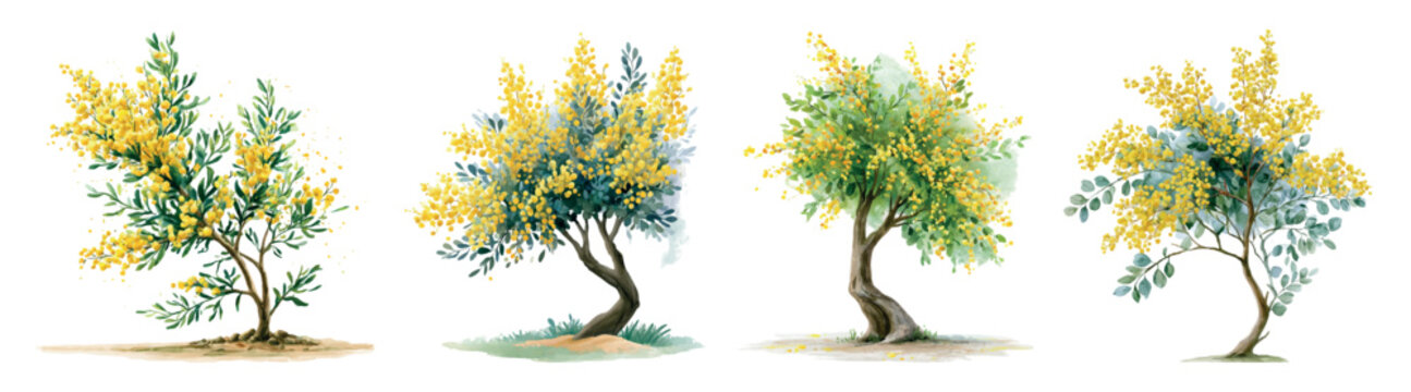 Collection of stylized watercolor golden wattle trees. Commonly known as mimosa. Showing different forms and vibrant yellow flowers blooming