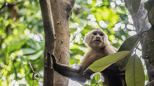 Capuchin monkey navigating tree branches, finding food in its natural tropical habitat