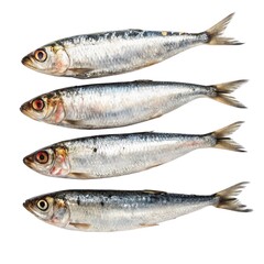 Fototapeta premium Fresh sardine fish stacked on white