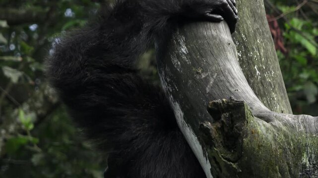 camera movement, from top to bottom, a male chimpanzee sitting on a large tree branch, seen from behind

