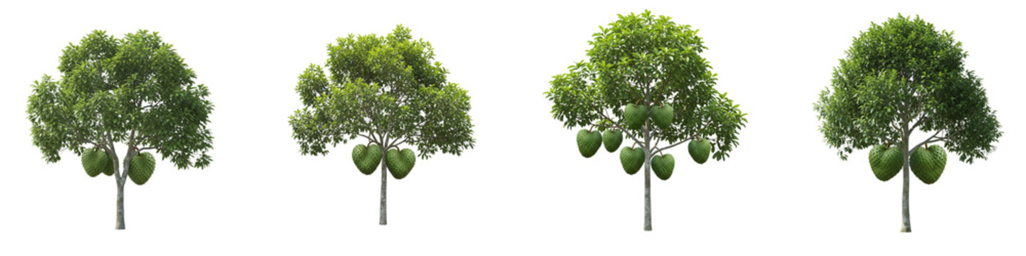 Set of four soursop trees with green fruit isolated on black background