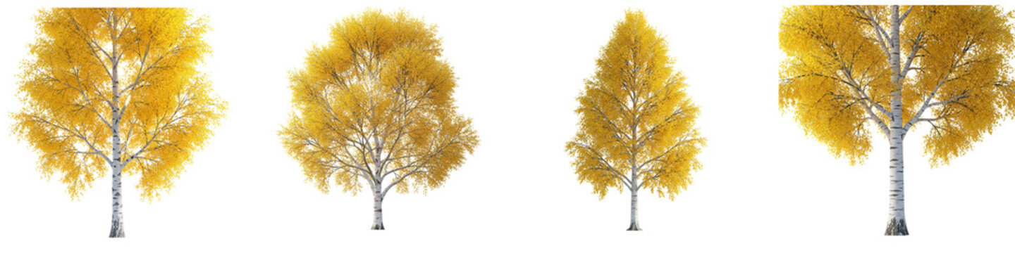 Set of isolated golden birch trees with autumn leaves on black background