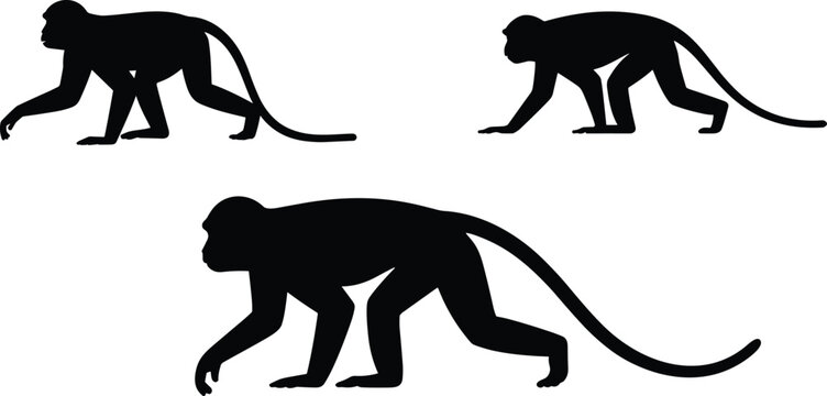Black monkey silhouette set isolated on a white background showing three different walking poses for wild animal vector design