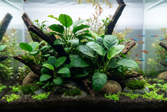 Lush aquarium planted tank featuring anubias nana and driftwood  