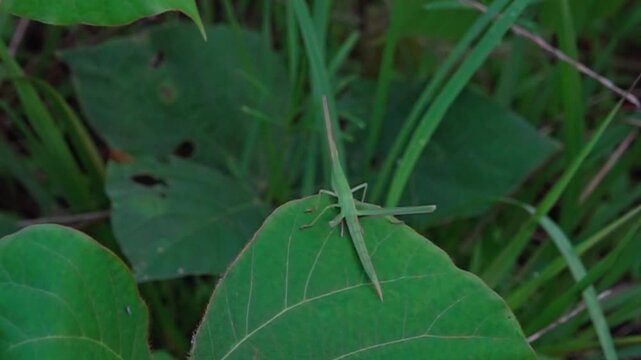 Super slow motion of green grasshopper jumping from leaf, oriental long-headed locust leaping, HD