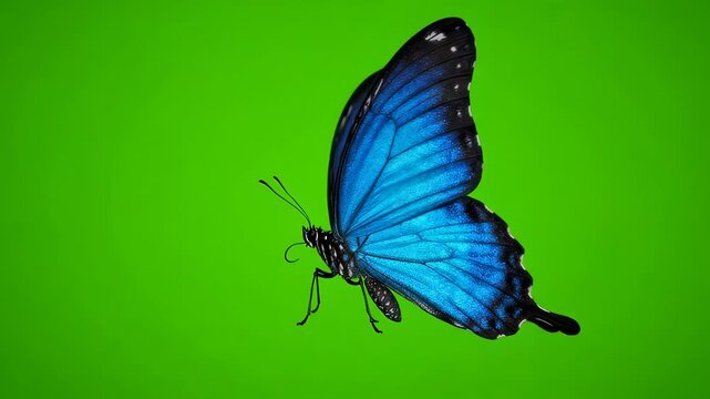 Beautiful blue morpho butterfly flying on green screen background, realistic insect animation for compositing and visual effects.