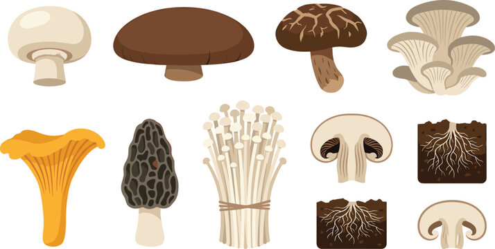 Edible Mushroom Variety Collection Vector Illustration Set Featuring Portobello, Shiitake, Oyster, Chanterelle, Morel, Enoki, White Button Slices, Mycelium, and Soil Roots