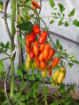 Cluster of red and green tomatoes in a greenhouse.