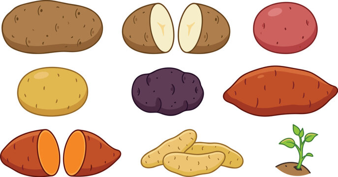 Fresh Potato and Tuber Variety Collection Vector Illustration Set Featuring Russet, Red, Yukon Gold, Purple, Sweet Potato Halves, Fingerling, and Green Sprout