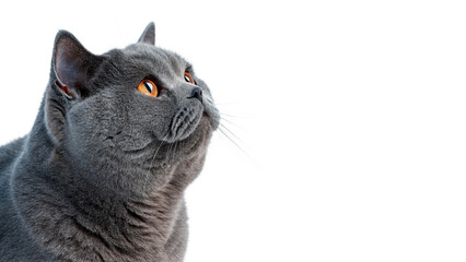 Beautiful domestic grey cat pet looking sideways isolated on a transparent background © PNG_MEGAStock