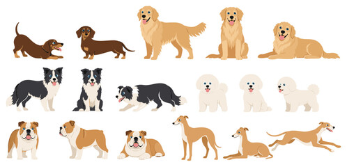 Fototapeta premium Set of cute dog breed illustrations showing a Dachshund, Retriever, Collie, and Bulldog in various sitting, standing, and playful poses in a flat cartoon style