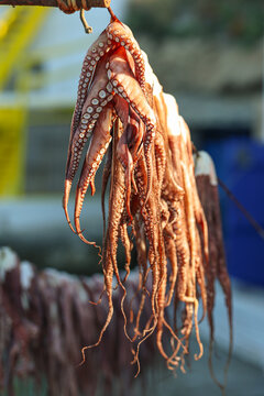Fresh octopus tentacles hang to dry outside a traditional seaside taverna on the island of Milos, Greece. The image highlights authentic Mediterranean food culture, coastal atmosphere, Greek islands.