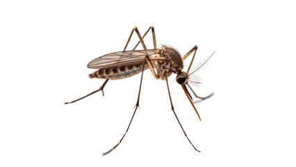 Detailed close up macro view of a dangerous mosquito insect isolated on transparent background cut out © Ivan